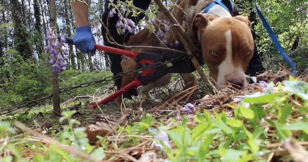 Extra image from article