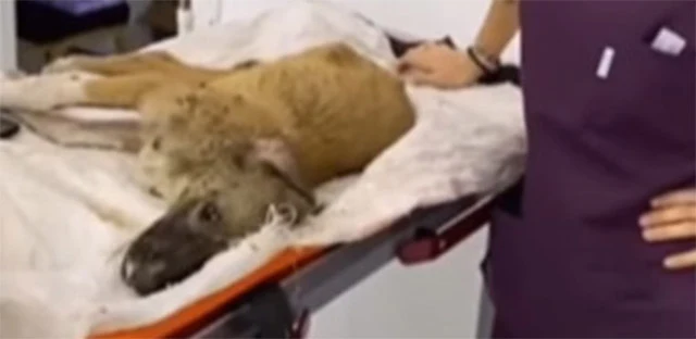 Seeing the puppy lying in the dirt, trem...