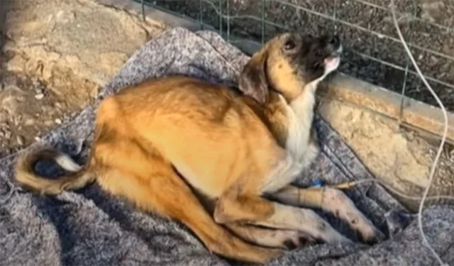 Undeterred, we gently picked him up, ens...