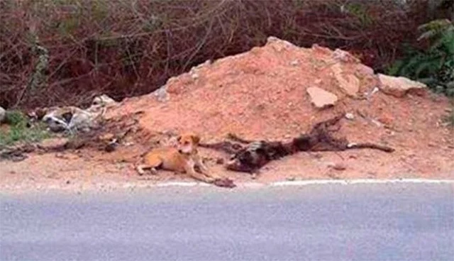 Upon arrival, Somi tenderly buried the m...