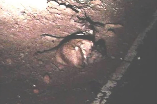 Extra image from article