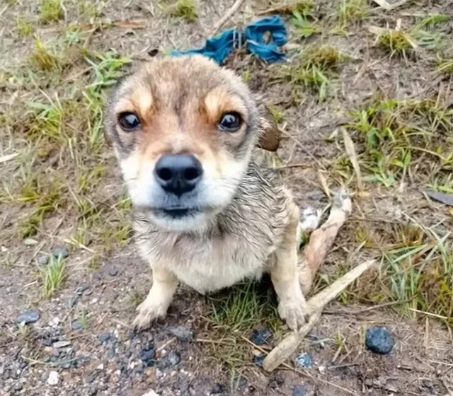 Extra image from article