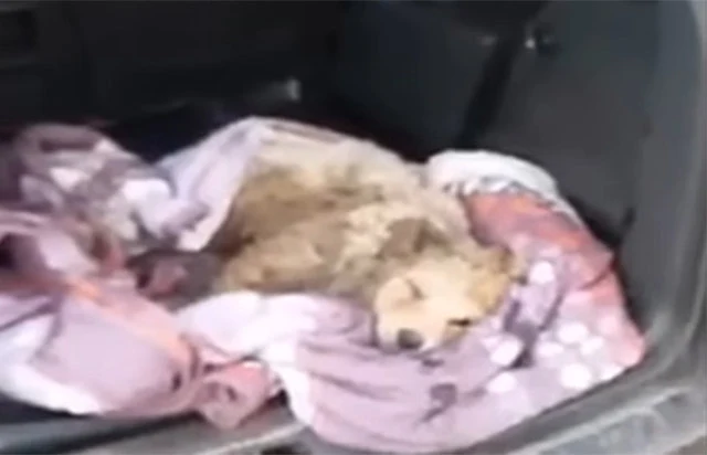 Upon arriving at the hospital, Bunny gra...