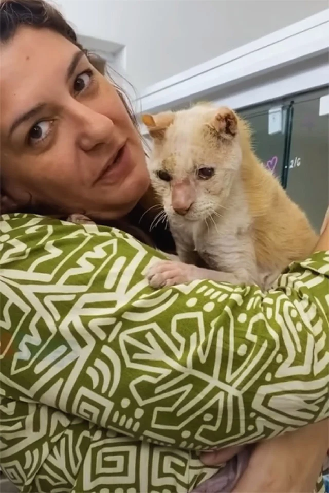 Eliseu continued to thrive, his meows gr...