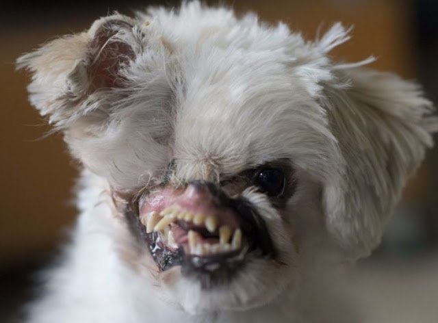 Sam Taylor, a young woman from Canada, l...