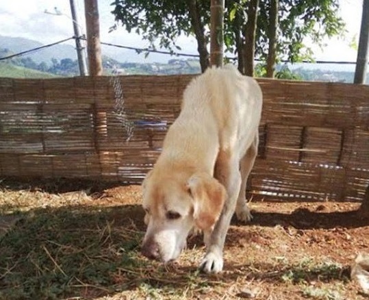 Extra image from article