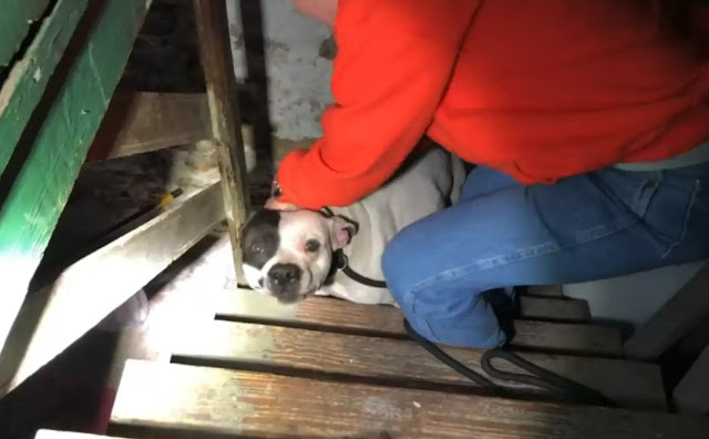 As soon as the Pit Bull, lovingly named ...