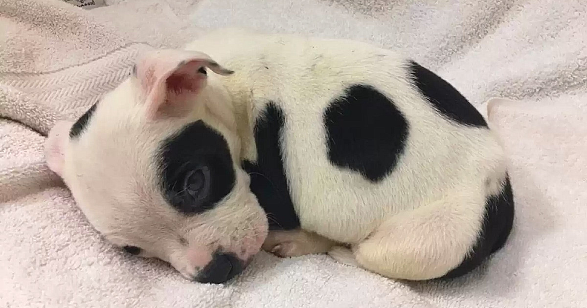 The veterinary team quickly identified t...