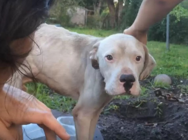 And so began the journey of Ganesh, the ...