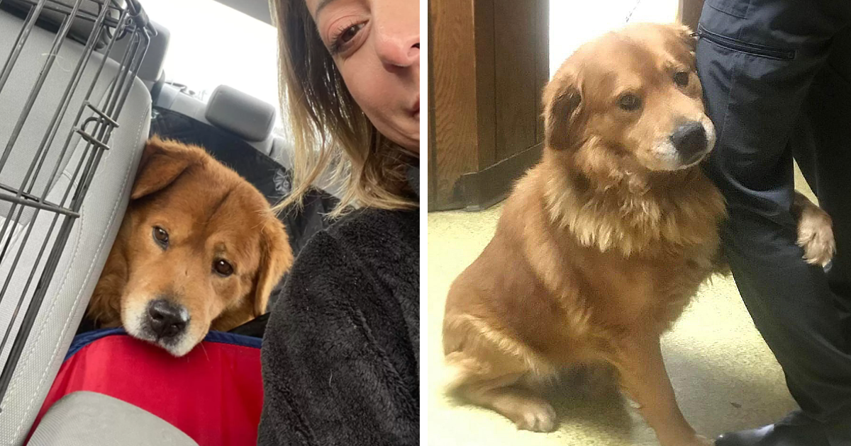 This lovable golden retriever mix was fo...