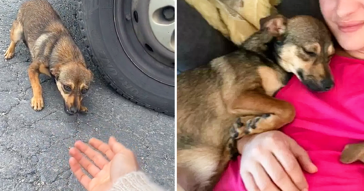 Animal rescuer Georgiana Neagu recently ...