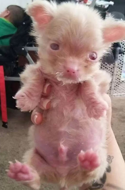 Extra image from article