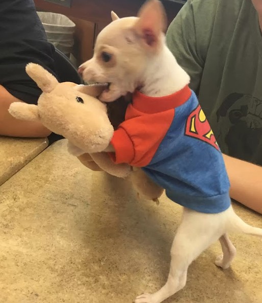 Despite Tony's tumultuous beginning, his...