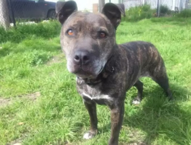 Pebbles has captured the hearts of all w...