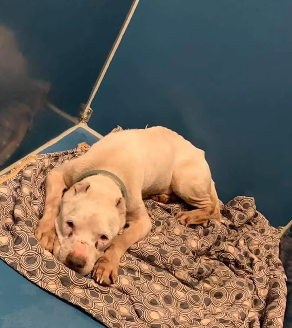 Flourishing in his foster home, Sloan's ...