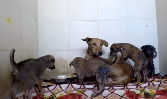 Extra image from article