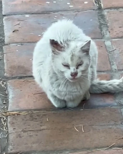 Meet Jen, a devoted cat rescuer based in...