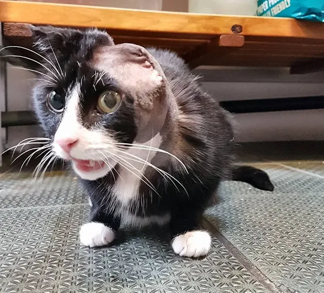 When he was finally rescued by Mayhew’s ...