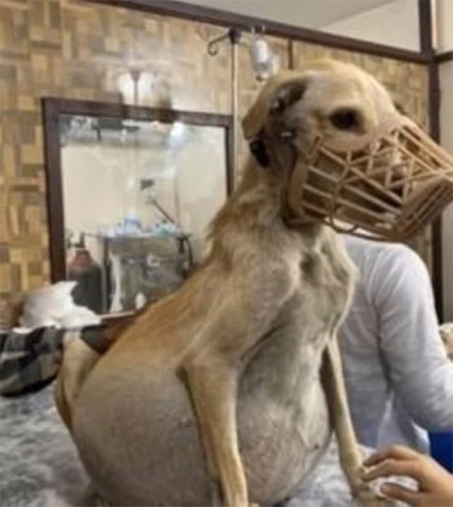 Fufy's reawakening to joy and playfulnes...