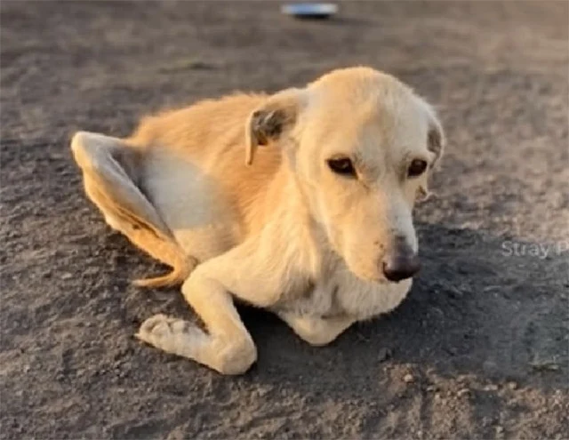 Extra image from article