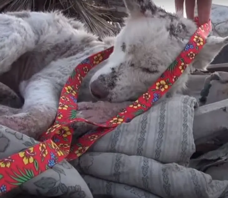 Miley’s story is a testament to her gent...