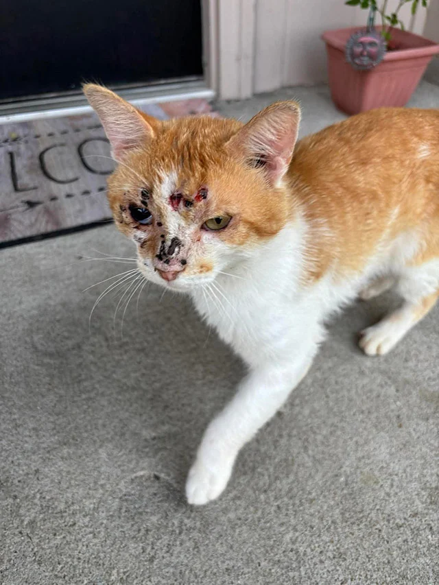 Milo was quickly taken to a veterinarian...