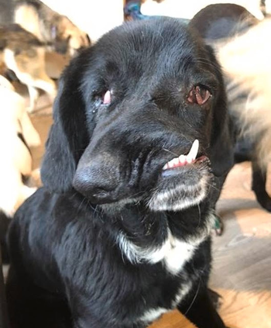 Extra image from article