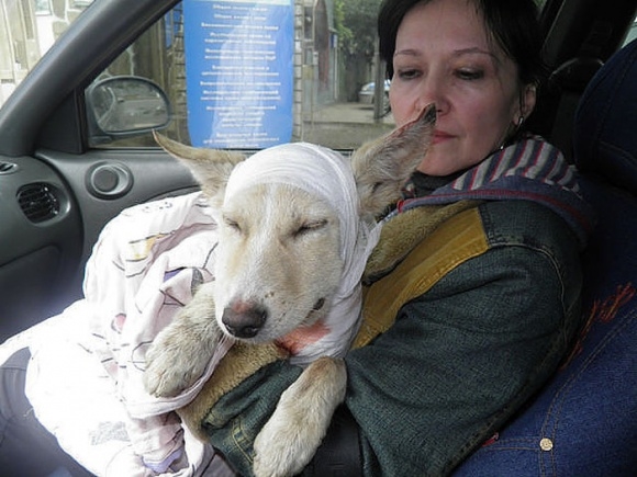 Moreover, the dog's ordeal and rescue sp...