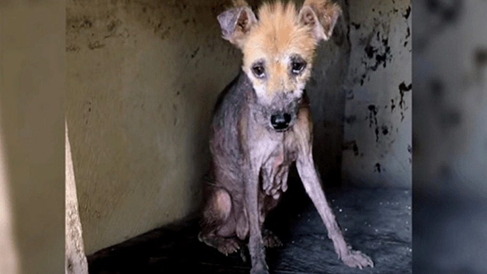 Just when all seemed lost, a remarkable ...