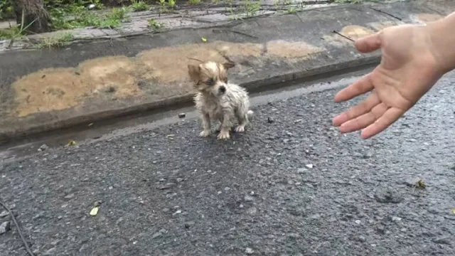 In the safety of the car, the rescuers w...