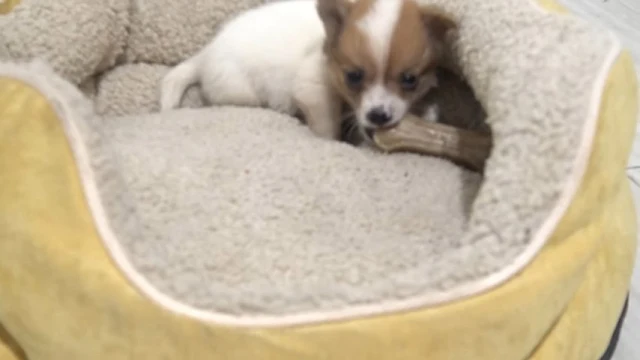 Extra image from article