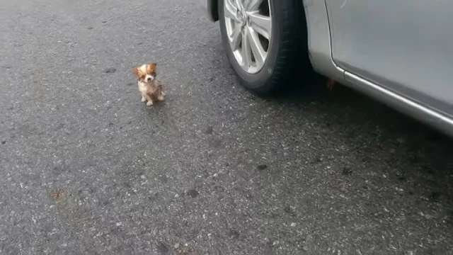 The scene was heartbreaking, but no one ...