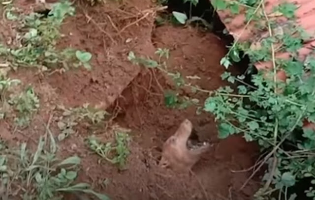 Gently washing the puppies with water, t...