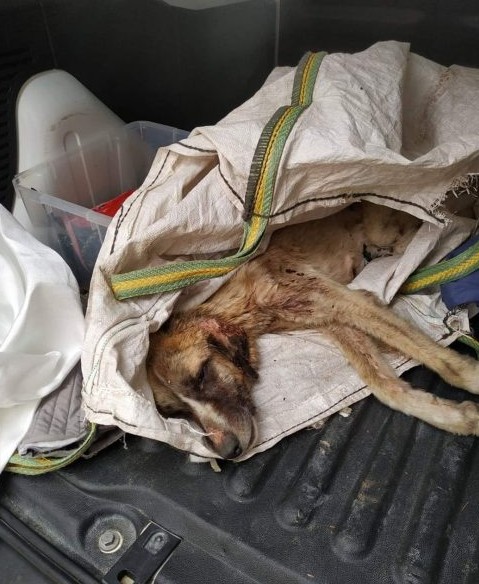 Thanks to the dedication of the veterina...