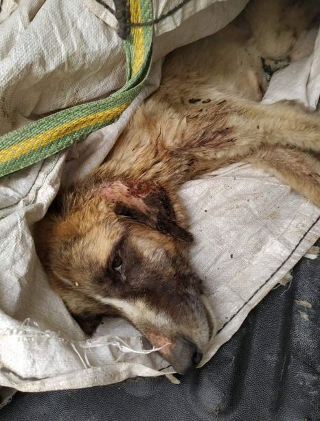 As Ulysses's story spread, so did public...