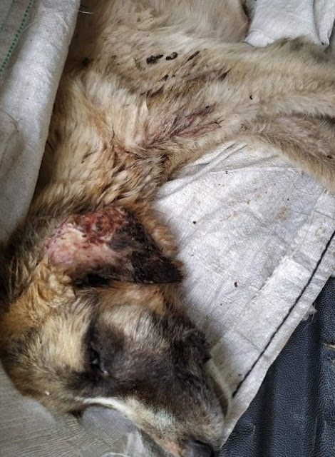 Extra image from article