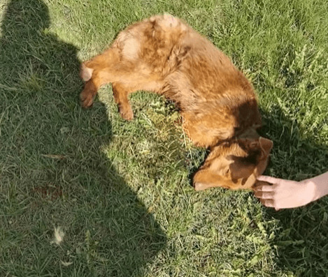 As they transported him to the safety of...