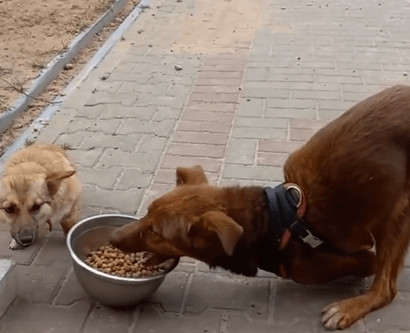 Extra image from article