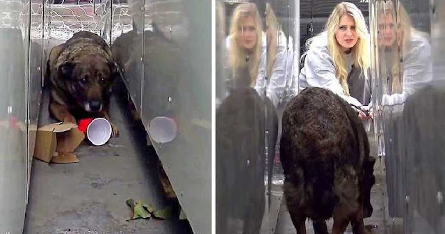 Luna’s plight sheds light on the broader...