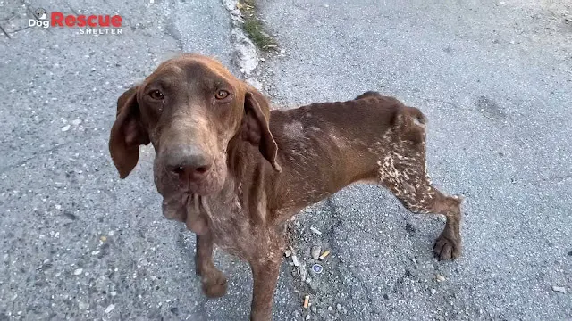 Nowadays, Hoppi thrives as a cherished p...