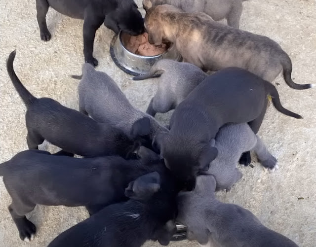 Extra image from article