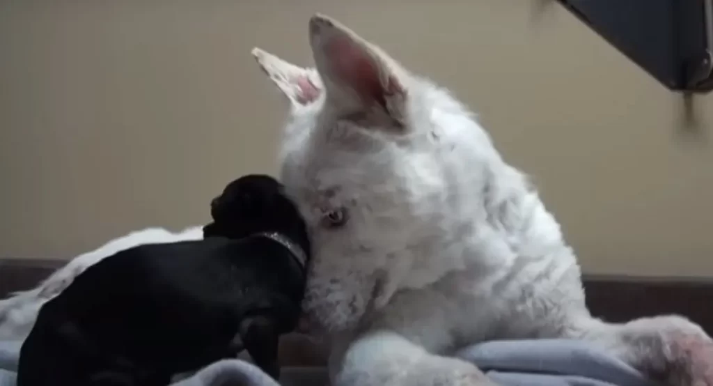 Extra image from article