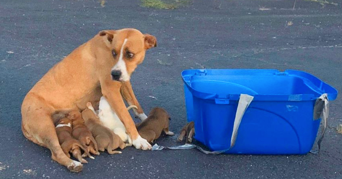 In late April, a 5-year-old boxer mix na...