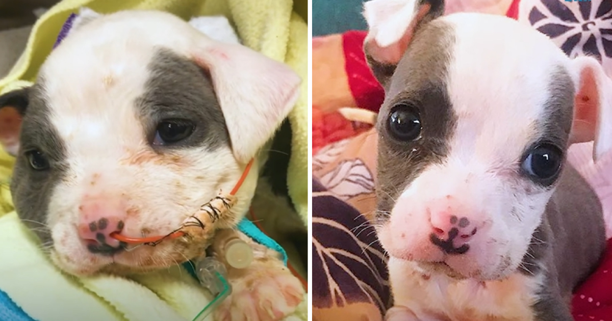 Under the dedicated care of the rescue t...