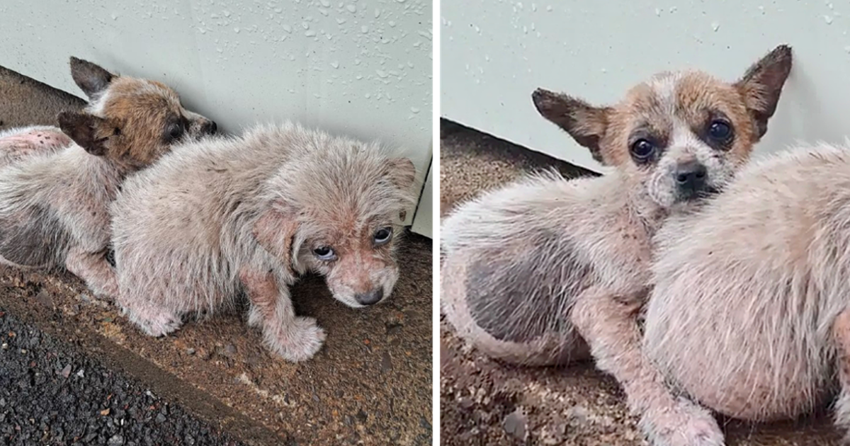 Initially, the rescuers underestimated h...