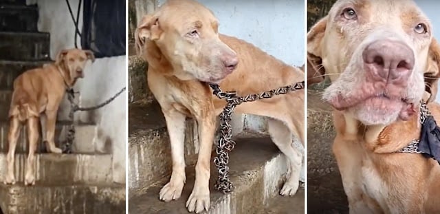 When rescuers arrived, Libre's dire situ...