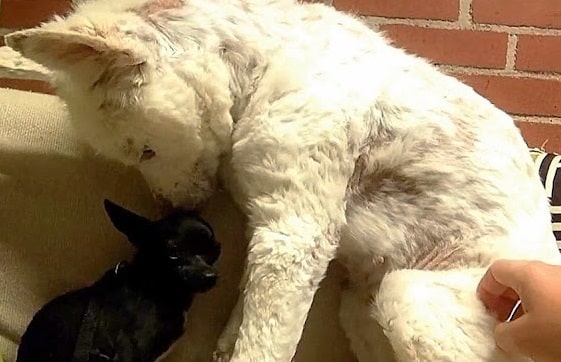 A year after her rescue, the regeneratio...