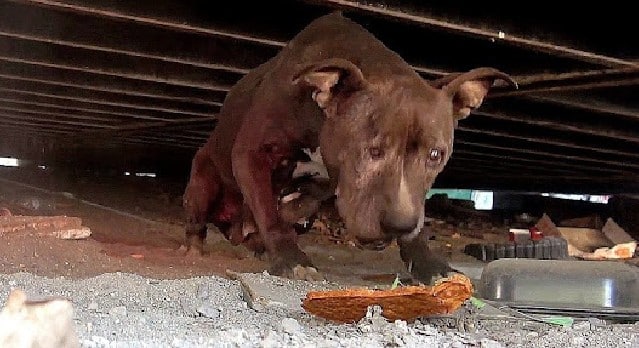 To address her mounting health needs, Ph...