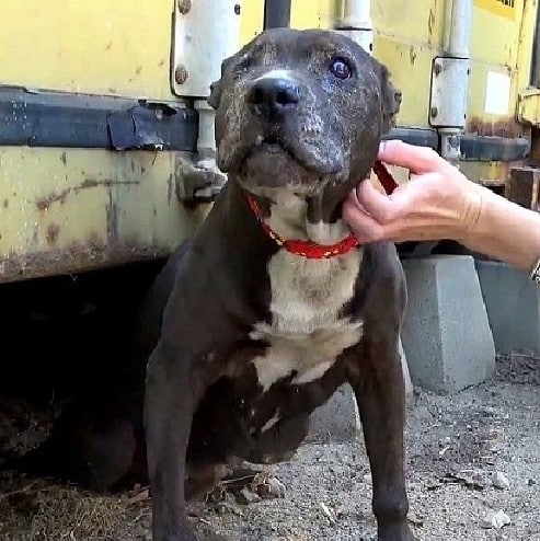 Extra image from article