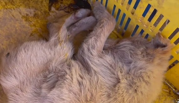 Extra image from article